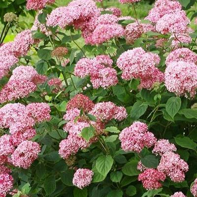 조경용수목, 박정권, PRO-031, 다년초, 수국(핑크아나벨), 수관폭10~30cm, 화분18~21cm 제품 소개 사진