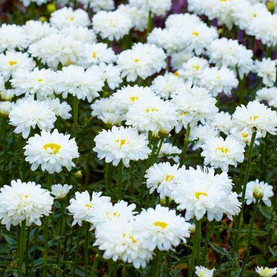 기타화초, 조병상, IJFL-GP7040, 다년초, 겹샤스타데이지, 초장5~50cm, 화분15cm 제품 소개 사진